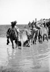 Camels fording a stream in the Valley of Elah, 1900-20 (b/w photo) | Obraz na stenu