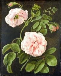 Flower Study (oil on canvas) | Obraz na stenu