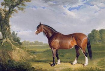 A Clydesdale Stallion, 1820 (oil on canvas) | Obraz na stenu