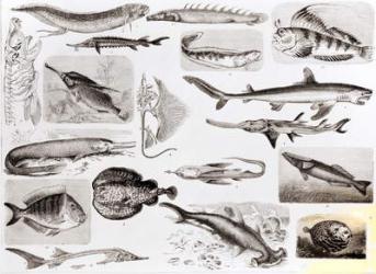 Ichthyology- Elasmobranch, Ganoid and Osseous Fishes (litho) (b/w photo) | Obraz na stenu