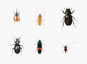 Bugs, 2011 (watercolour paint and pencil) | Obraz na stenu