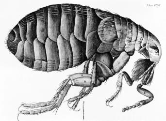 A Flea from Microscope Observation by Robert Hooke (1635-1703), 1665 (engraving) (b/w photo) | Obraz na stenu