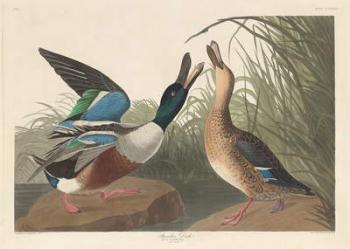 Shoveller Duck, 1836 (coloured engraving) | Obraz na stenu