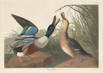 Shoveller Duck, 1836 (coloured engraving) | Obraz na stenu