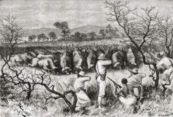Hunting buffalo in Central Africa in the late 19th century, from 'Africa Pintoresca', published 1888 (engraving) | Obraz na stenu