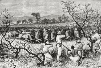 Hunting buffalo in Central Africa in the late 19th century, from 'Africa Pintoresca', published 1888 (engraving) | Obraz na stenu