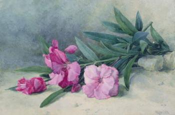 Oleander Blossom (watercolour) | Obraz na stenu
