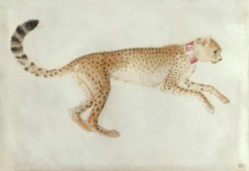 Bounding cheetah with a red collar (w/c on parchment) | Obraz na stenu