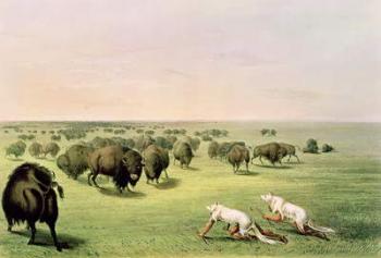 Hunting Buffalo Camouflaged with Wolf Skins, c.1832 (coloured engraving) | Obraz na stenu
