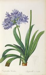 Agapanthus umbrellatus, from `Les Liliacees' by Pierre Redoute, 8 volumes, published 1805-16, (coloured engraving) | Obraz na stenu
