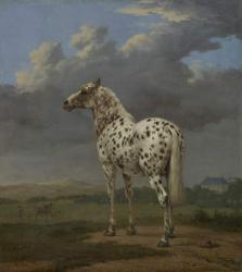 The "Piebald" Horse, c.1650-4 (oil on canvas) | Obraz na stenu