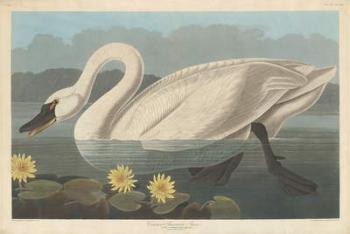 Common American Swan, 1838 (coloured engraving) | Obraz na stenu