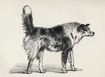 Half bred Shepherd Dog with hostile intentions, from Charles Darwin's 'The Expression of the Emotions in Man and Animals', 1872 (litho) | Obraz na stenu