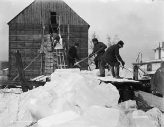 Ice harvesting, shooting the cakes into the house, c.1903 (b/w photo) | Obraz na stenu