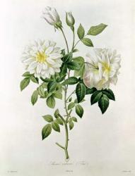 Aime Vibere (Tea) engraved by Eustache Hyacinthe Langlois (1777-1837) coloured engraving) | Obraz na stenu