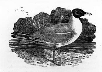 Black-Headed Gull, illustration from 'A History of British Birds' by Thomas Bewick, first published 1797 (woodcut) | Obraz na stenu