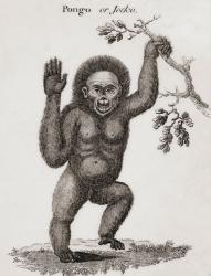 Satyrus, Ourang Outang. Pongo or Jocko. Engraved by Barlow. | Obraz na stenu
