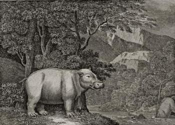 The Hippopotamus of the Cape of Good Hope, published in 'A General View of the World', 1807 (engraving) | Obraz na stenu