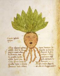 Ms 1591 Fol.18v. Herba Capud Johannis Mazor (vellum) | Obraz na stenu