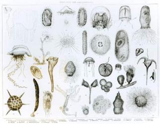 Protozoa and Coelenterata (litho) (b/w photo) | Obraz na stenu