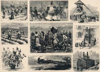 Cotton: its Cultivation and Preparation in America (engraving) | Obraz na stenu
