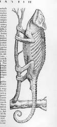 Chameleon, illustration from 'Historiae animalium liber II: De Quadrupedibus Oviparis' by Conrad Gesner, published 1554 (engraving) | Obraz na stenu