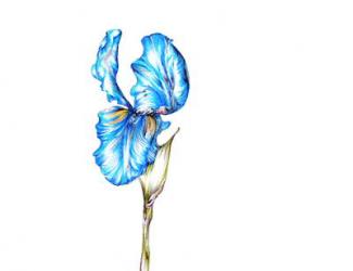 Blue Iris, Botanical Series, 2017, (coloured pencil) | Obraz na stenu