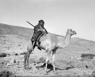 Bedouin riding a camel, c.1936 (b/w photo) | Obraz na stenu