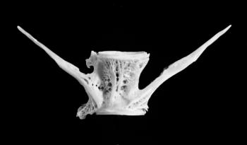 fish bone | Obraz na stenu