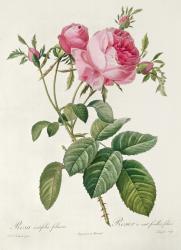 Thory, les Roses, Rosa Centifolia Foliaca (lithograph) | Obraz na stenu