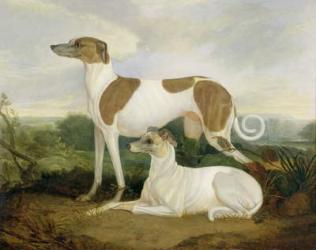 Two Greyhounds in a Landscape (oil on canvas) | Obraz na stenu