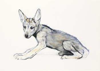 Adolescent Arabian Wolf Pup, 2009 (conte & charcoal on paper) | Obraz na stenu