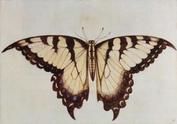 Swallow-tail Butterfly (lithograph) | Obraz na stenu