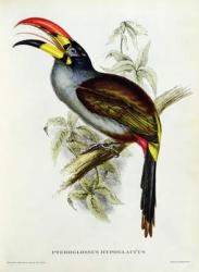 Pteroglossus Hypoglaucus from 'Tropical Birds' | Obraz na stenu