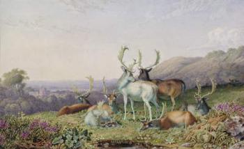 Deer in a Landscape | Obraz na stenu