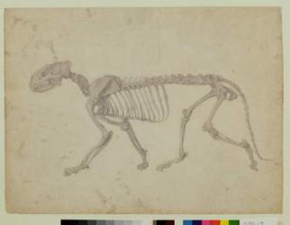 Lateral View of a Tiger Skeleton, finished study for Table IV of 'A Comparative Anatomical Exposition of the Structure of the Human Body with that of a Tiger and a Common Fowl', 1795-1806 (graphite on paper) | Obraz na stenu