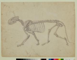 Lateral View of a Tiger Skeleton, finished study for Table IV of 'A Comparative Anatomical Exposition of the Structure of the Human Body with that of a Tiger and a Common Fowl', 1795-1806 (graphite on paper) | Obraz na stenu