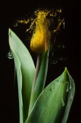 Dissolving Tulip, 2017, (Direct Print on Brushed Aluminium, BUTLERFINISH® Look) | Obraz na stenu