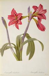 Amaryllis Brasiliensis, from `Les Liliacees' by Pierre Redoute, 8 volumes,  published 1805-16, (coloured engraving) | Obraz na stenu