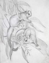Gliding Possums (pencil) | Obraz na stenu
