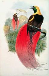 Bird of Paradise, engraved by T. Walter (colour litho) | Obraz na stenu