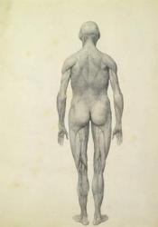 The Human Figure, anterior view, from the series 'A Comparative Anatomical Exposition of the Structure of the Human Body with that of a Tiger and a Common Fowl', 1795-1806 (graphite on paper) | Obraz na stenu