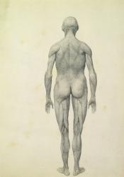 The Human Figure, anterior view, from the series 'A Comparative Anatomical Exposition of the Structure of the Human Body with that of a Tiger and a Common Fowl', 1795-1806 (graphite on paper) | Obraz na stenu