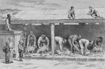 Sheep Shearing, c.1880, from 'Australian Pictures' by Howard Willoughby, published by the Religious Tract Society, London, 1886 (litho) | Obraz na stenu