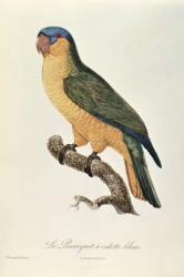 Blue-Capped Parrot by Jacques Barraband (1767-1809) | Obraz na stenu