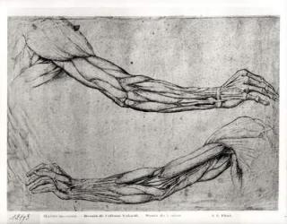Study of Arms (pen & ink on paper) | Obraz na stenu