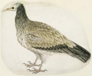 Egyptian Vulture, c.1736 (ink, w/c and graphite with scratching out on paper) | Obraz na stenu