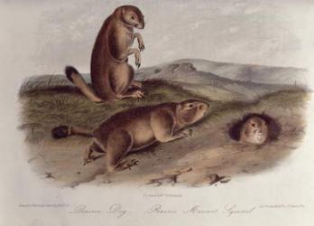 Prairie Dog from 'Quadrupeds of North America', 1842-5, (lithograph) | Obraz na stenu