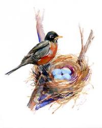 Robin with nest;2016, (watercolor) | Obraz na stenu