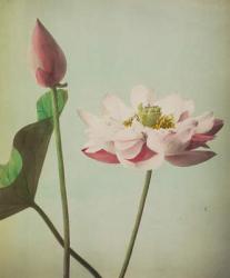 Lotus, 1896 (hand-coloured collotype) | Obraz na stenu